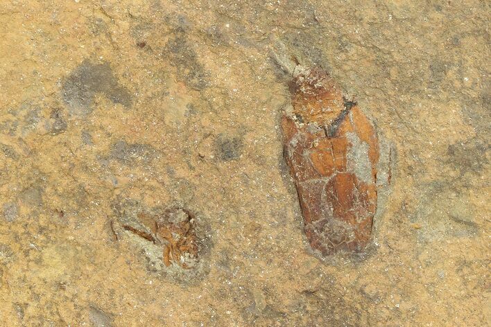 Ordovician Carpoid Fossil - Ktaoua Formation, Morocco #289209